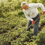 An older man in work gloves bending forward at the waist to work a garden bed with a long-handled hoe