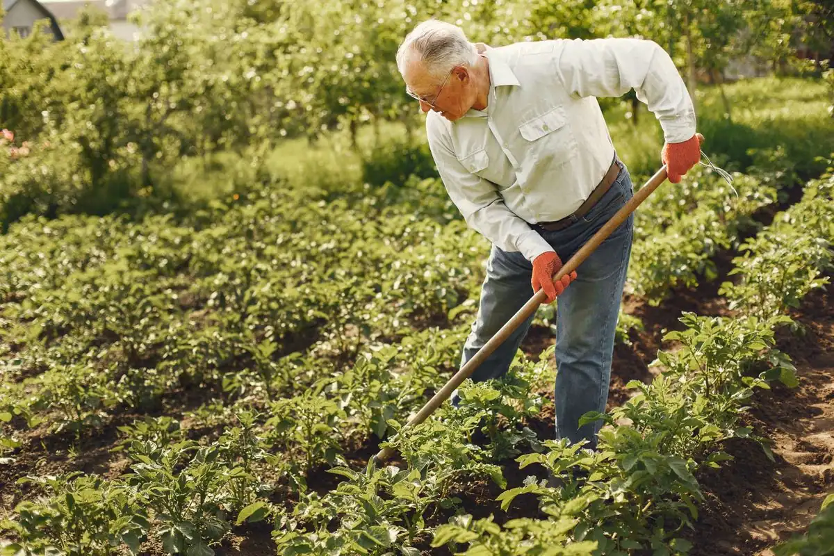 An older man in work gloves bending forward at the waist to work a garden bed with a long-handled hoe